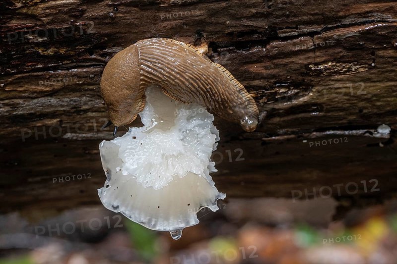 Spanish slug (Arion vulgaris) feeding on a mushroom, Emsland, Lower Saxony, Germany