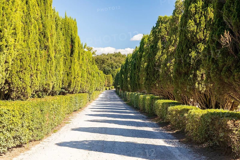 Avenue with columnar cypresses (Cupressus sempervirens) and hedges, Monteroni d'Arbia, Province of Siena, Tuscany, Italy