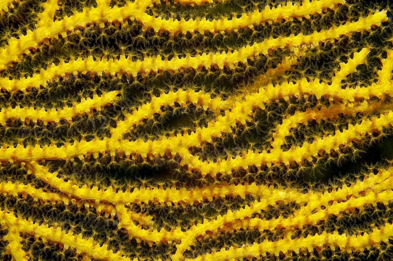 Close-up of arms branches of Yellow gorgonian (Eunicella cavolinii), fan coral with open outstretched polyps, Mediterranean Sea