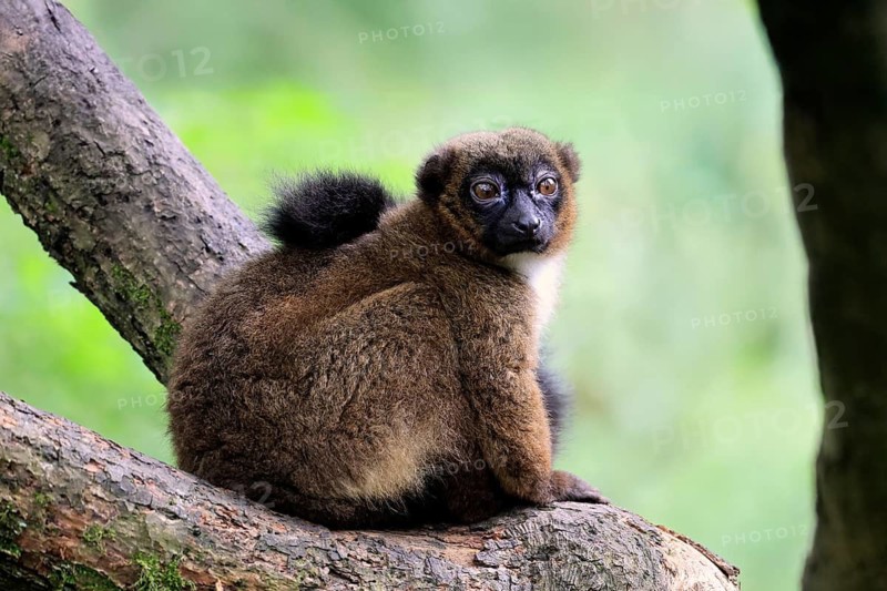 Red-bellied lemur (Eulemur rubriventer), adult, female, on tree trunk, alert, Madagascar