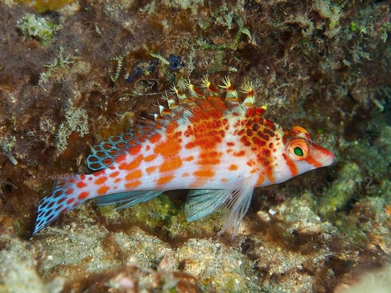 Colourful fish with red spots, Dwarf Hawkfish (Cirrhitichthys falco), resting on a coral, dive site Spice Reef, Penyapangan, Bali, Indonesia