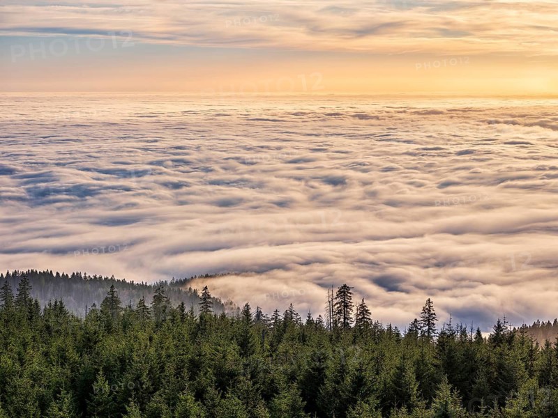 View from the summit of the Dreisesselberg (1333m) over forest and sea of fog in the evening light, inversion weather, fog in the lowlands, Lower Bavaria, Bavarian Forest, Bavaria, Germany