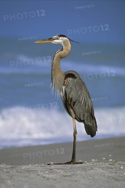 Great Blue Heron (Ardea herodias), Florida, USA
