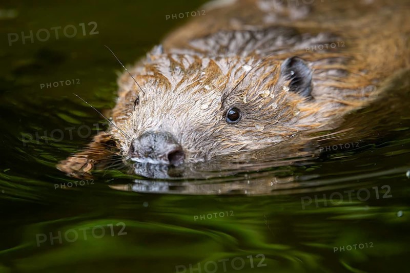 Eurasian beaver (Castor fiber) swimming on a lake, Bavaria, Germany