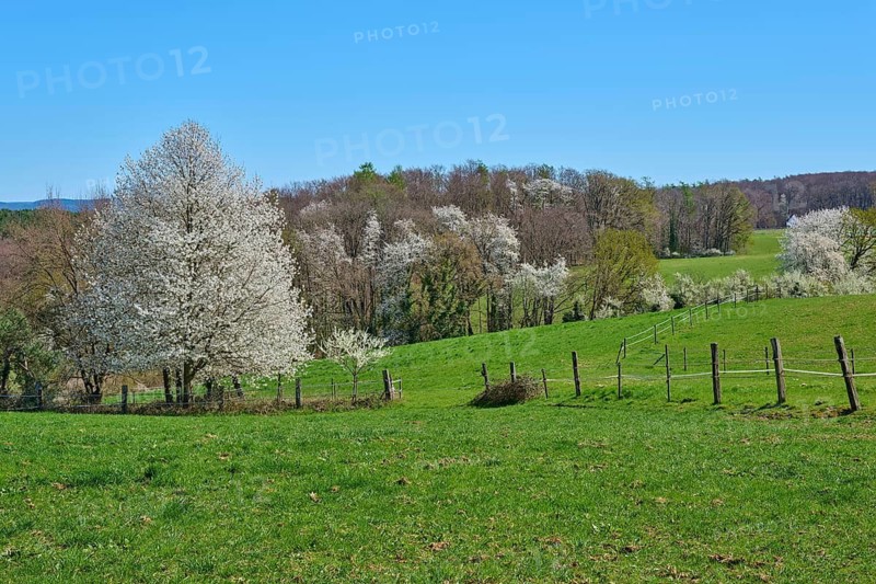 Spring landscape with blossoming cherry trees and green meadow under a clear sky, Pflaumheim, Großostheim, Bavaria, Germany