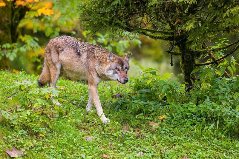 An adult male eurasian gray wolf (Canis lupus lupus) runs on hilly terrain on a green meadow, framed by colorful fall foliage