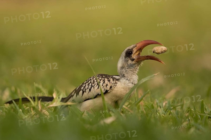 Western Red-billed Hornbill (Tockus kempi) eating peanut, Gambia