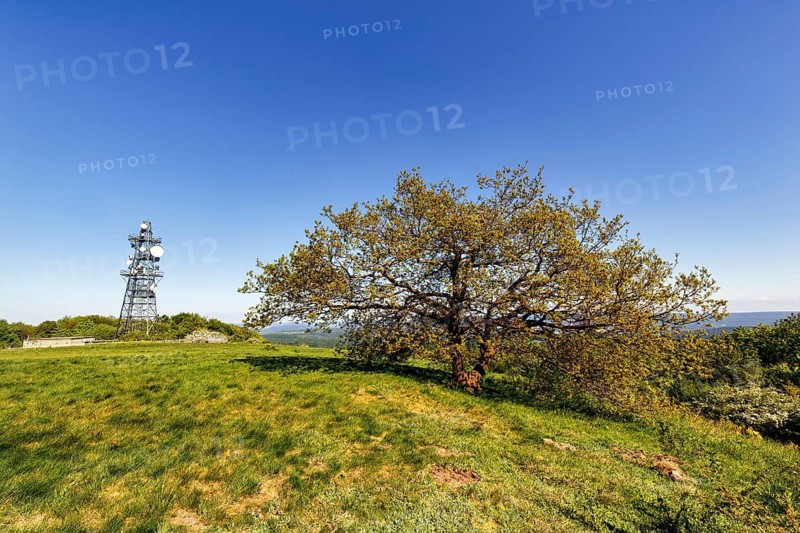Single oak (Quercus), solitary oak and transmission mast on a mountain top, sunny spring weather, Köterberg, Lügde, Weserbergland, North Rhine-Westphalia, Germany