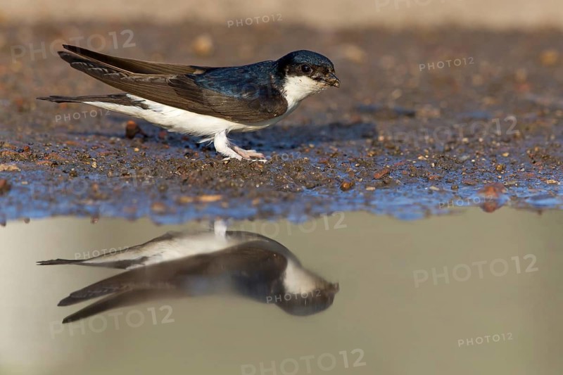 Mehlschwalbe, House Martin, Common House-Martin, Common House Martin, Northern House-Martin, Delichon urbica, Hirondelle de fenêtre, Avión Común