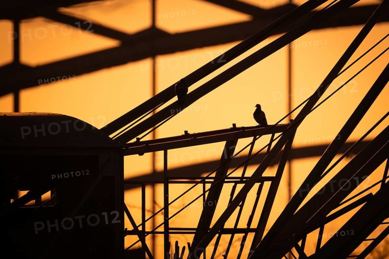 The silhouette of a pigeon sitting on the boom of an old crane at the Weseler Werft shipyard in Frankfurt am Main is silhouetted against the light of the rising sun, Frankfurt am Main, Hesse, Germany