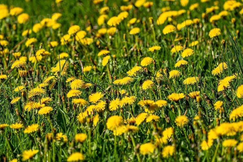 Meadow with dandelion, Taraxacum, yellow flowering, spring, landscape in Sauerland, North Rhine-Westphalia, Germany