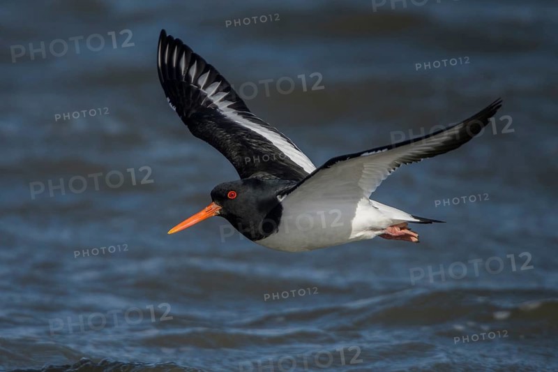 Eurasian Oystercatcher (Haematopus ostralegus) flying, Schleswig-Holstein, Germany