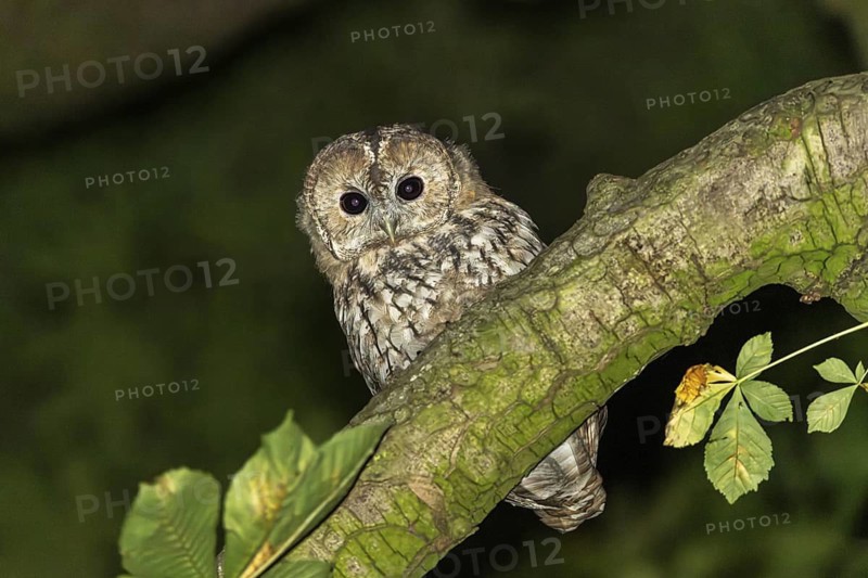 Tawny owl (Strix aluco), Westend Nord, Frankfurt am Main, Hesse, Germany