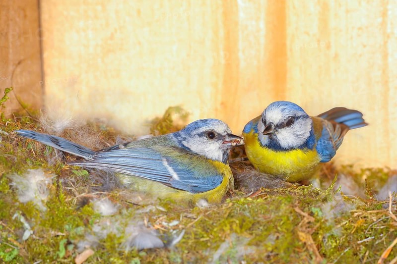 Blue tit (Parus caeruleus), female is feeding four-day-old young birds in the nesting box, being fed by the male, Wildlife, Animals, Birds, Siegerland, North Rhine-Westphalia, Germany