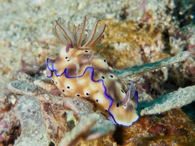 Beige-coloured star snail (Hypselodoris tryoni) with purple rim, resting on a seabed, dive site Napoleon, Permuteran, Bali, Indonesia