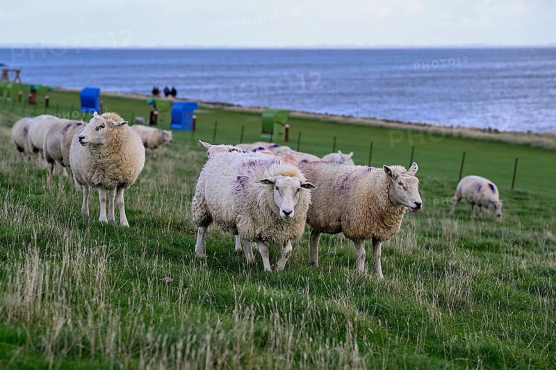 Sheep on a dyke, Pellworm Island, Schleswig-Holstein Wadden Sea National Park, North Frisia, Germany
