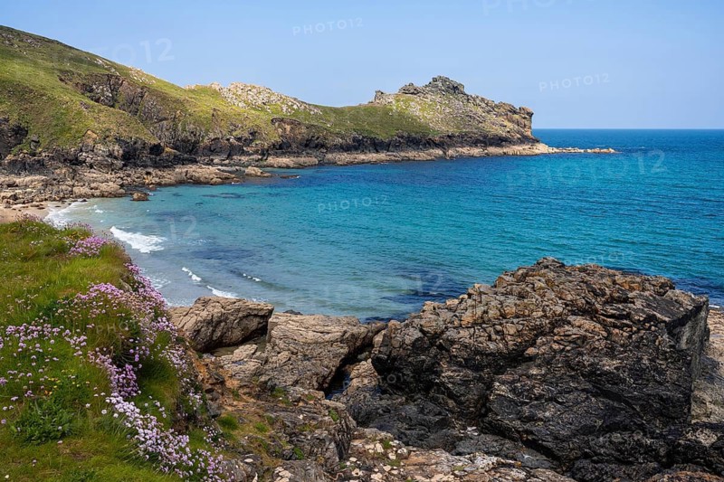 Coastal landscape. View of Gurnard's Head headland and Treen Cove. Flowering sea carnations (Armeria maritima) in the foreground. Cornwall, England, Great Britain
