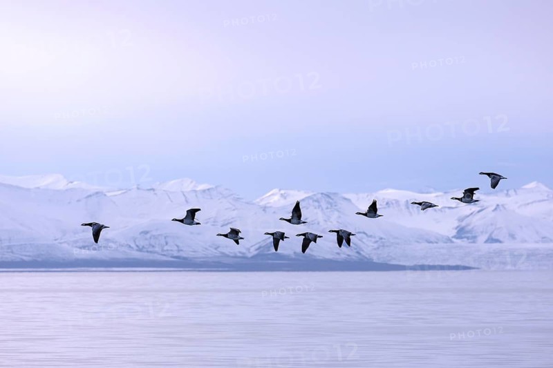 Barnacle geese (Branta leucopsis) flock flying over Billefjorden in summer, Svalbard, Spitsbergen, Norway
