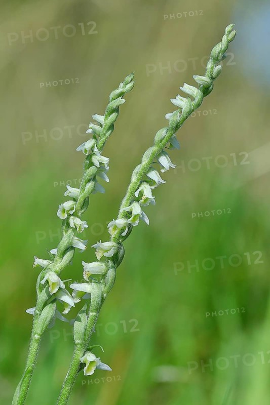 Autumn helleborine (Spiranthes spiralis), autumn helleborine, small orchids, very rare, flowering panicle on a nutrient-poor meadow, close-up, Hesse, Germany