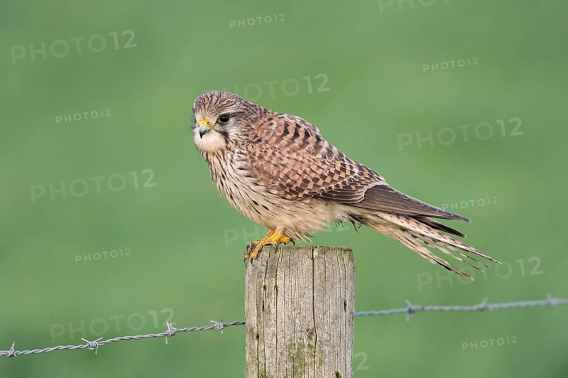 Common Kestrel (Falco tinnunculus) female perched on a pale, North Rhine-Westphalia, Germany