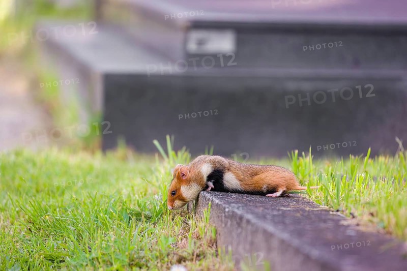 A European hamster (Cricetus cricetus), Eurasian hamster, black-bellied hamster or common hamster, forages for food on fresh green grass, close to a grave