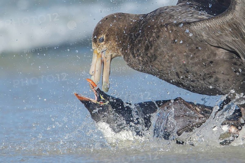 A Giant Petrel attacks a Rockhopper Penguin (Eudyptes chrysocome) as it emerges from the ocean in the Falkland Islands