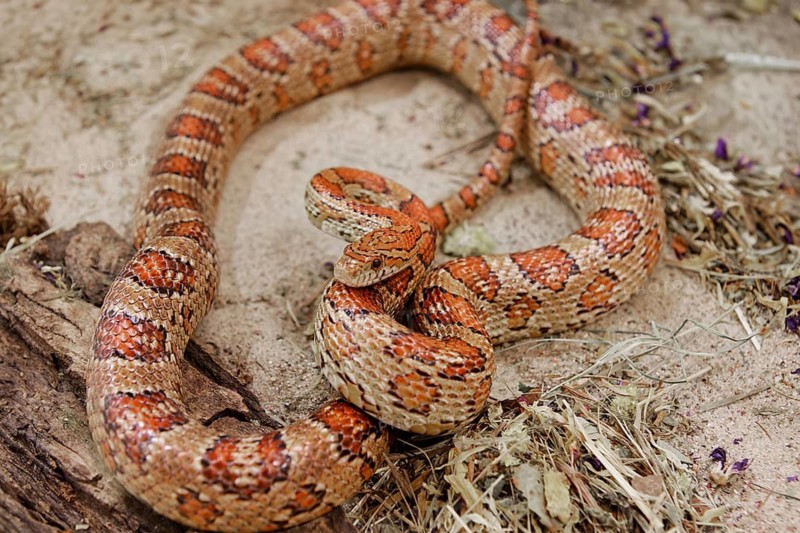 Close-up on a corn snake resting on the sand. Swarzedz, Poland