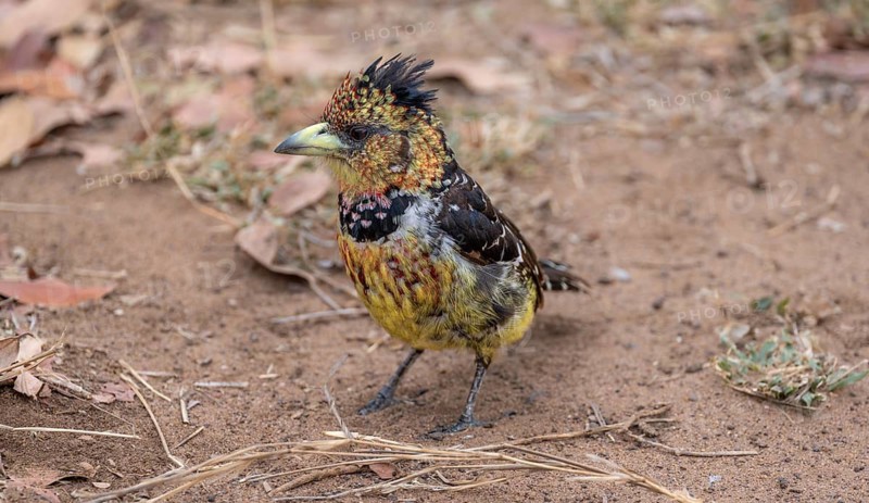 Crested Barbet (Trachyphonus vaillantii) or Black-backed Barbet, sitting on the ground, Kruger National Park, South Africa