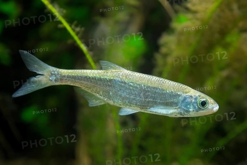 Common bleak (Alburnus alburnus, Cyprinus alburnus) freshwater coarse fish swimming underwater in lake, native to Europe and Western Asia