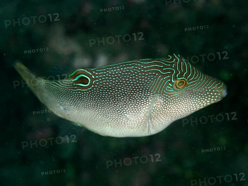 A fish with a conspicuous line and dot pattern, eye-spotted pufferfish (Canthigaster solandri), in dark water, dive site Twin Reef, Penyapangan, Bali, Indonesia