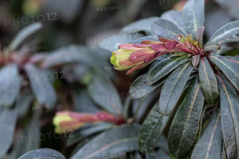 Wood Spurge (Euphorbia amygdaloides), Rhineland-Palatinate, Germany