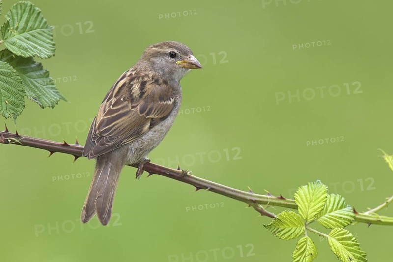 House Sparrow (Passer domesticus) juvenile, Berlin, Germany