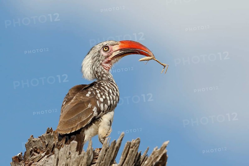 Southern Red-billed Hornbill, Tockus rufirostris, Botswana, Chobe NP