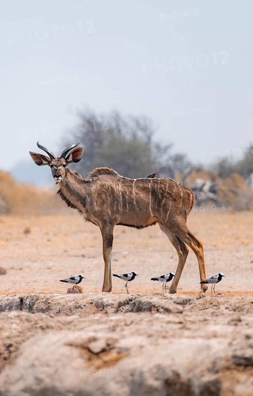 Greater kudu (Tragelaphus strepsiceros), adult male, and four birds Black-headed lapwing (Vanellus armatus), Nxai Pan National Park, Botswana