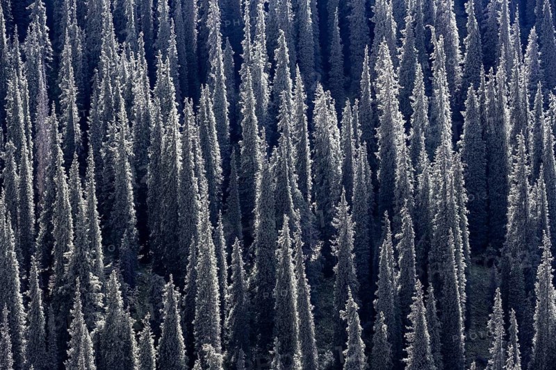 Coniferous forest, Many trees, Siberian Fir tree (Abies sibirica), Tien Shan Mountains, Kyrgyzstan