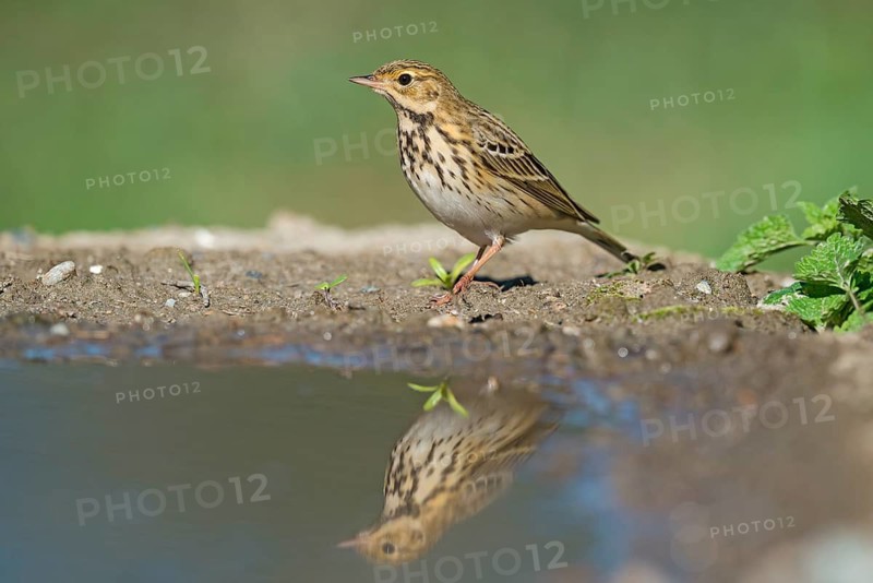 Tree Pipit (Anthus trivialis) at a waterhole, Aosta Valley, Italy
