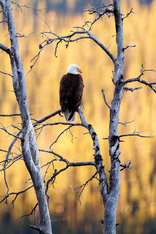 Bald Eagle (Haliaeetus leucocephalus), Alberta, Canada