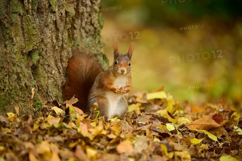 Eurasian squirrel (Sciurus vulgaris), standing among autumn leaves at the foot of a tree, Baden-Württemberg, Germany