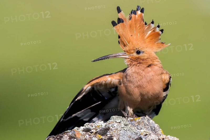 Eurasian Hoopoe (Upupa epops) perched on a rock, Andalusia, Spain
