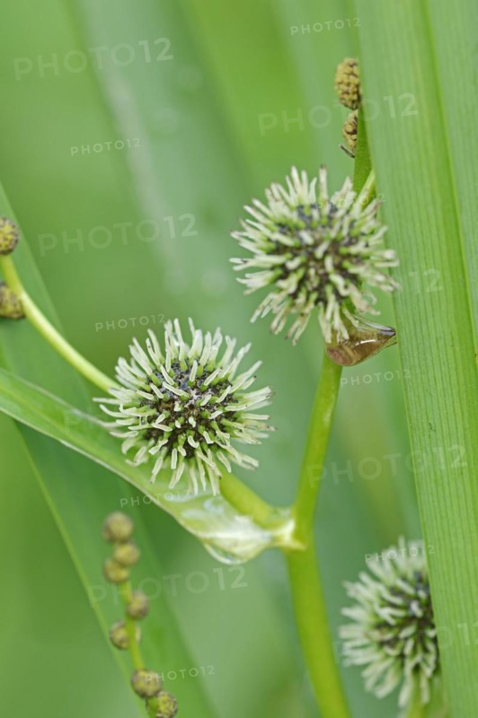 A branched hedgehog cattail or simplestem bur-reed (Sparganium erectum), inflorescence, North Rhine-Westphalia, Germany