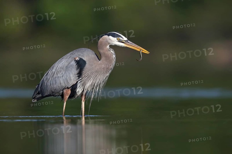 Great Blue Heron (Ardea herodias) with fish prey in beak, Canada