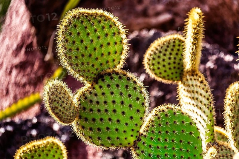 Jardin de Cactus with more than 10,000 cacti by Cesar Manrique, Guatiza, Lanzarote, Canary Islands, Spain