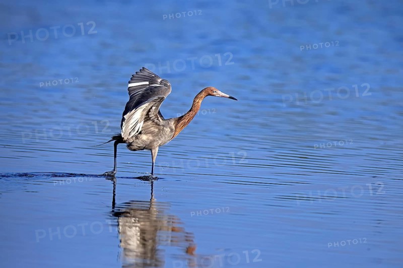Reddish Egret (Egretta rufescens), adult, in water, foraging, hunting, alert, Merritt Island, Black Point Wildlife Drive, Florida, USA, North America