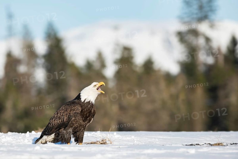 Bald Eagle (Haliaeetus leucocephalus) calling, perched on snow, Alaska, USA