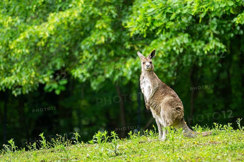 Eastern grey kangaroo (Macropus giganteus) on a meadow, Bavaria, Germany