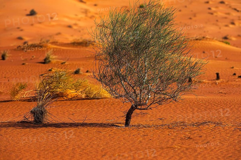 Wind-sculpted sand structure with green vegetation, in the Rub al Khali desert, Dhofar province, Arabian Peninsula, Sultanate of Oman