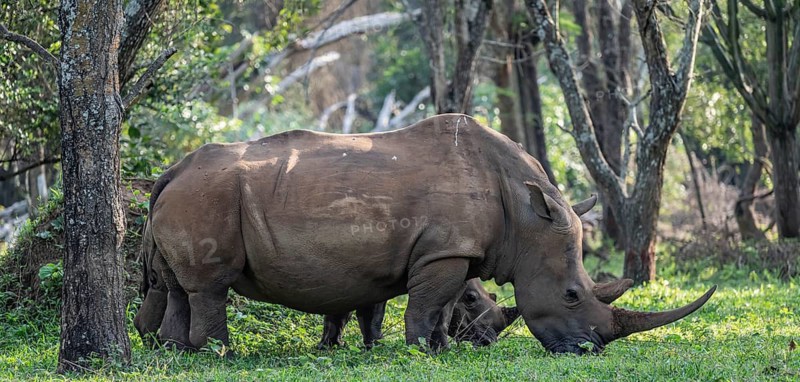 Southern white rhinoceros (Ceratotherium simum simum), Ziwa Rhino Sanctuary, Uganda