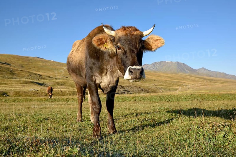 Cows on their summer pasture, West Karakol Valley, Tien Shan Mountains, Naryn region, Kyrgyzstan