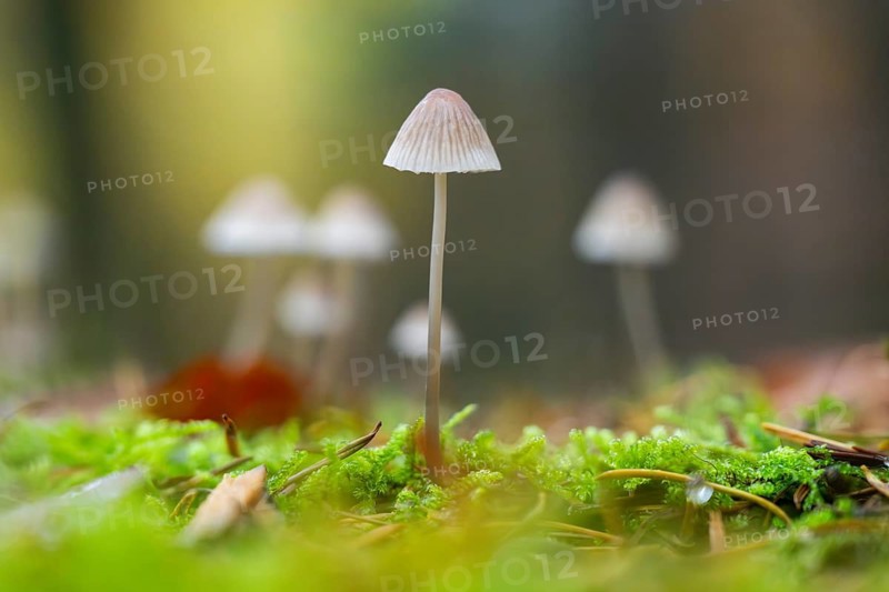 Milky mycena (Mycena galopus) mushroom in a forest in autumn, Bavaria, Germany