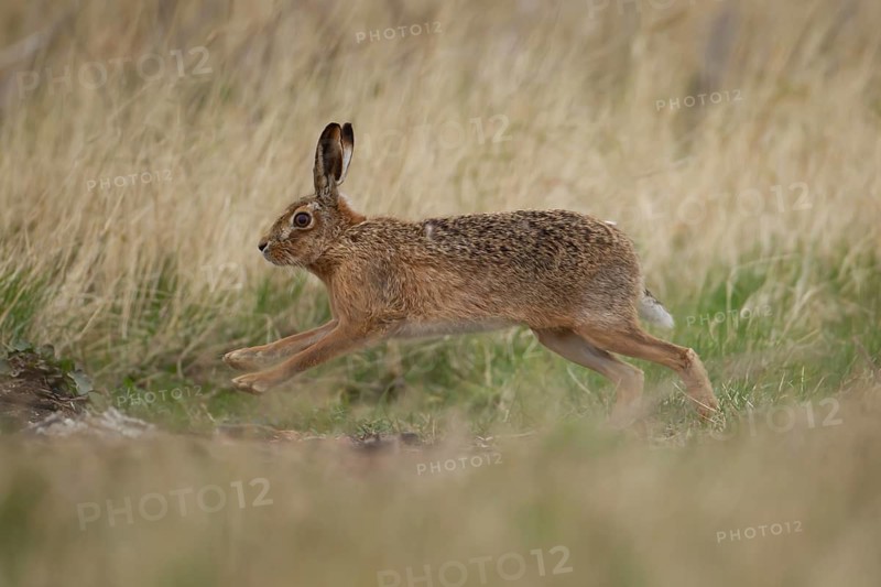 European brown hare (Lepus europaeus) adult animal running in grassland in spring, England, United Kingdom